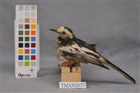 藏品(日本鶺鴒)的圖片